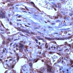 Anti-TGF beta 3 antibody used in IHC (Paraffin sections) (IHC-P). GTX15537